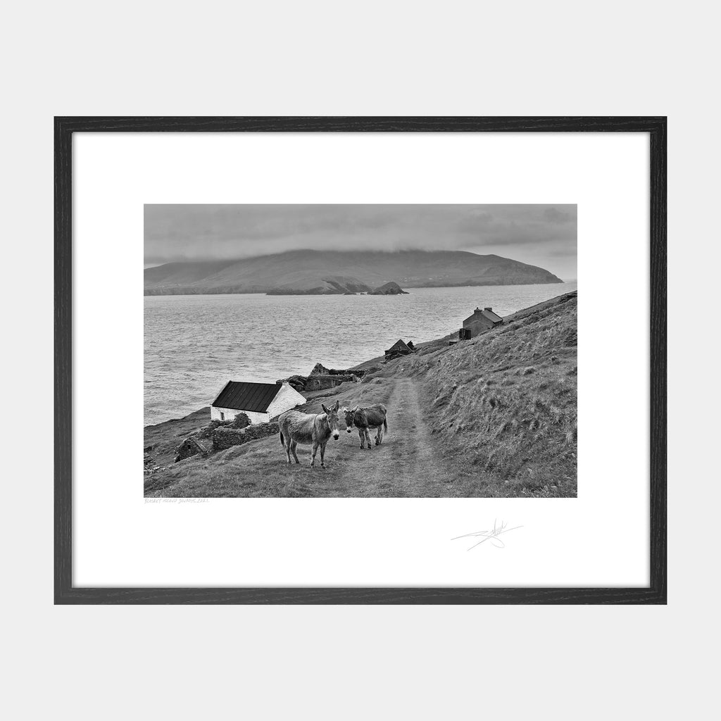 Blasket Island Donkeys