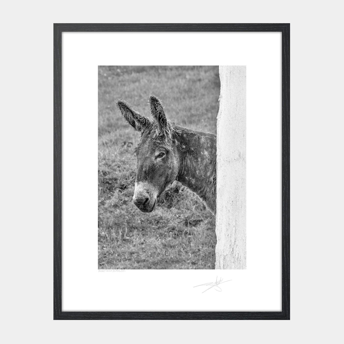 Blasket Island Donkeys Kerry 2021