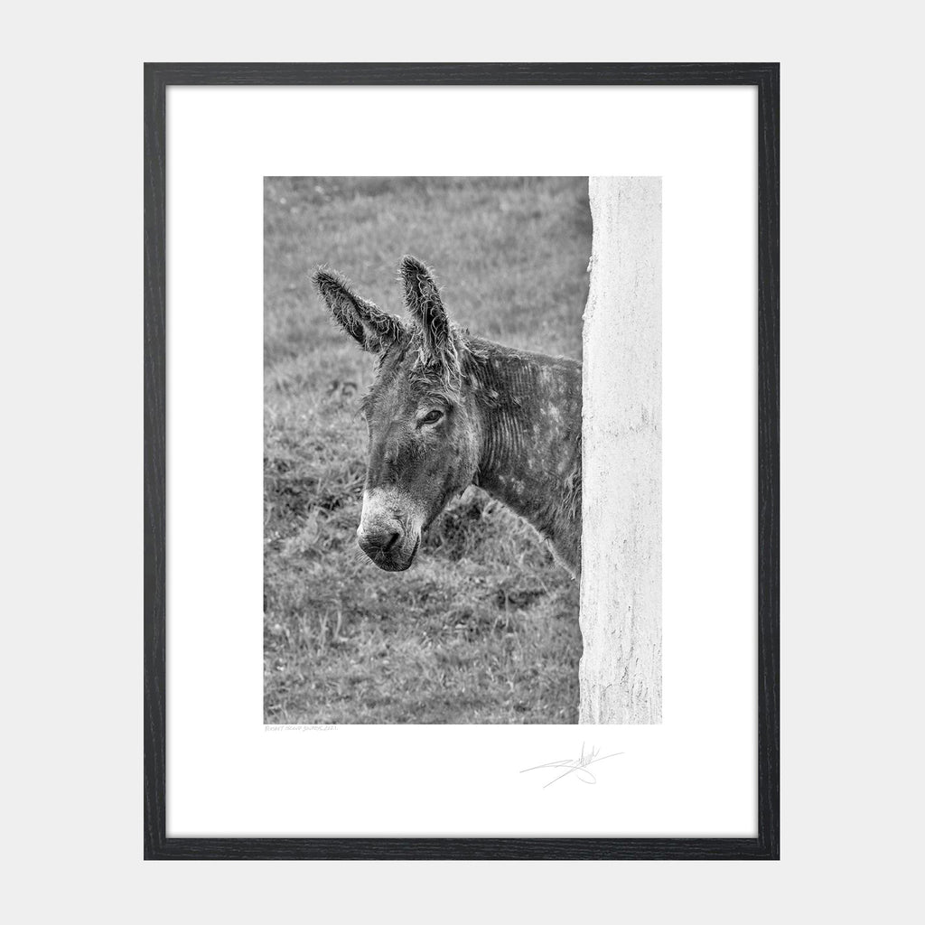 Blasket Island Donkeys Kerry 2021