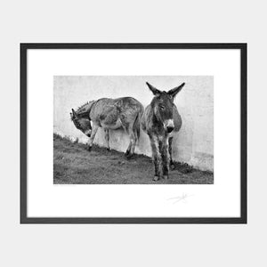 Blasket Island Donkeys