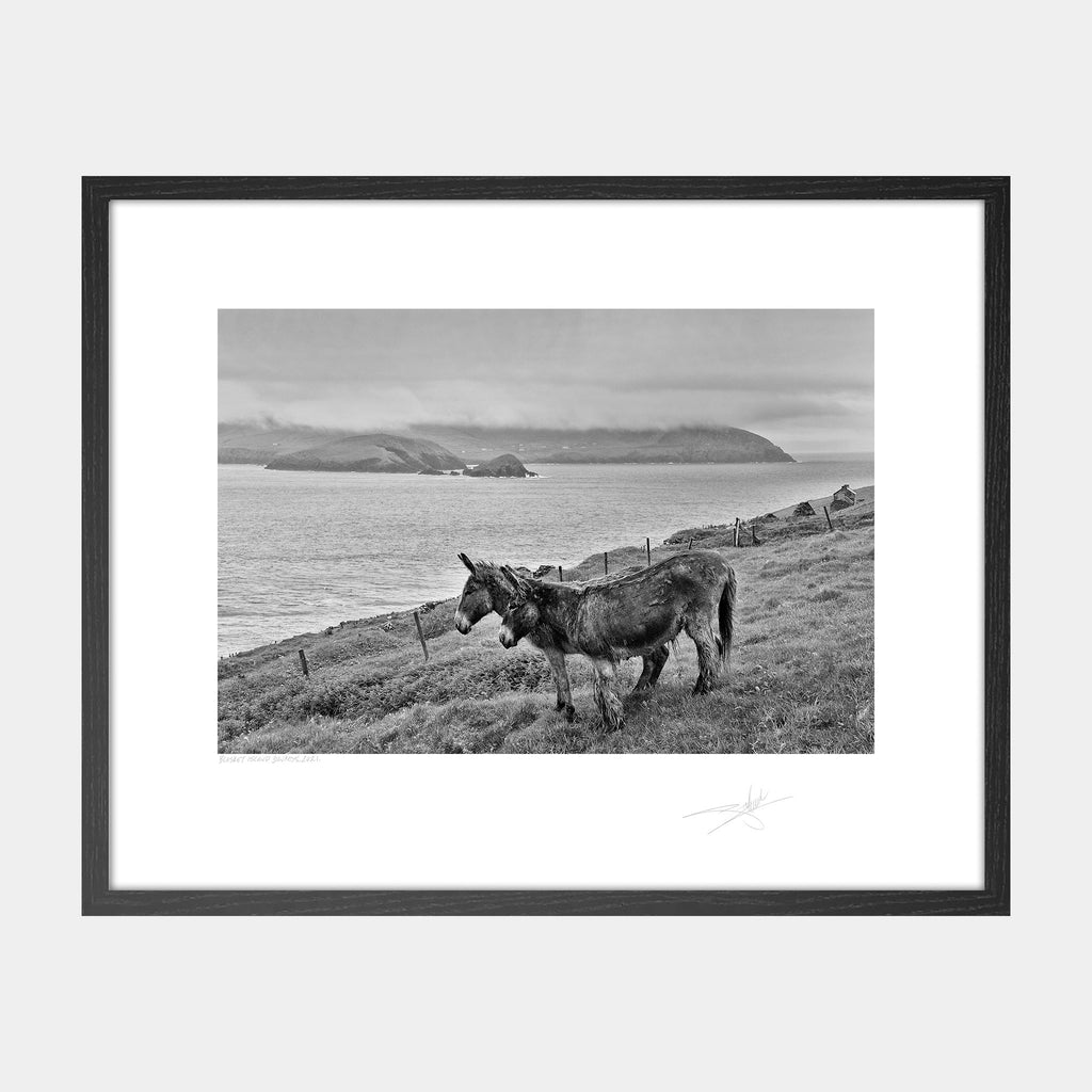 Two Donkeys Ireland Blasket islands Kerry Ireland 2021