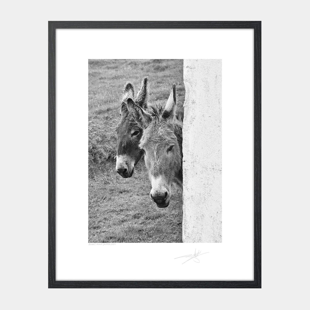 Blasket Islands Donkeys 