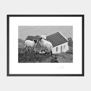 Blasket Island Sheep