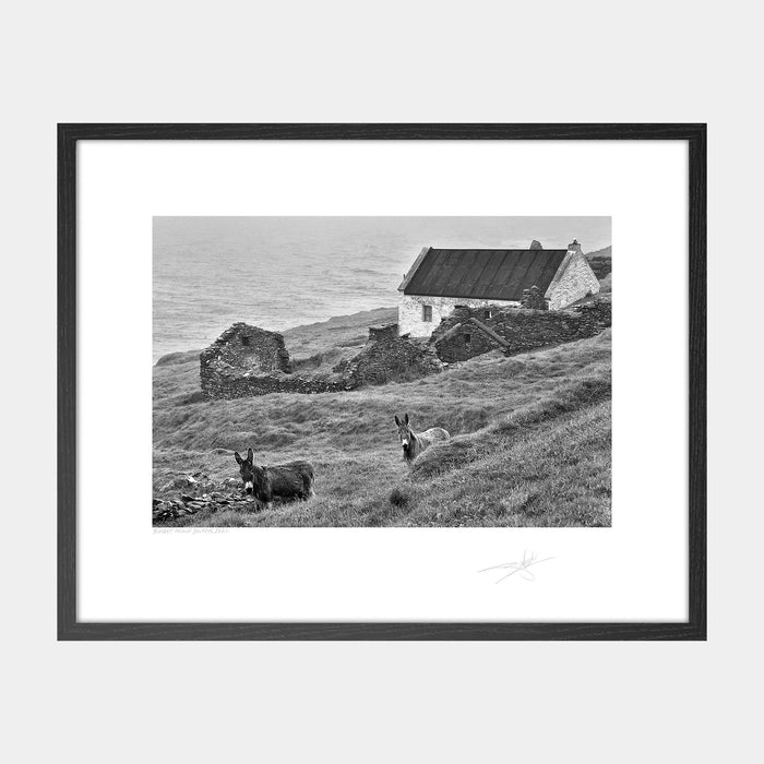 Blasket Island Donkeys