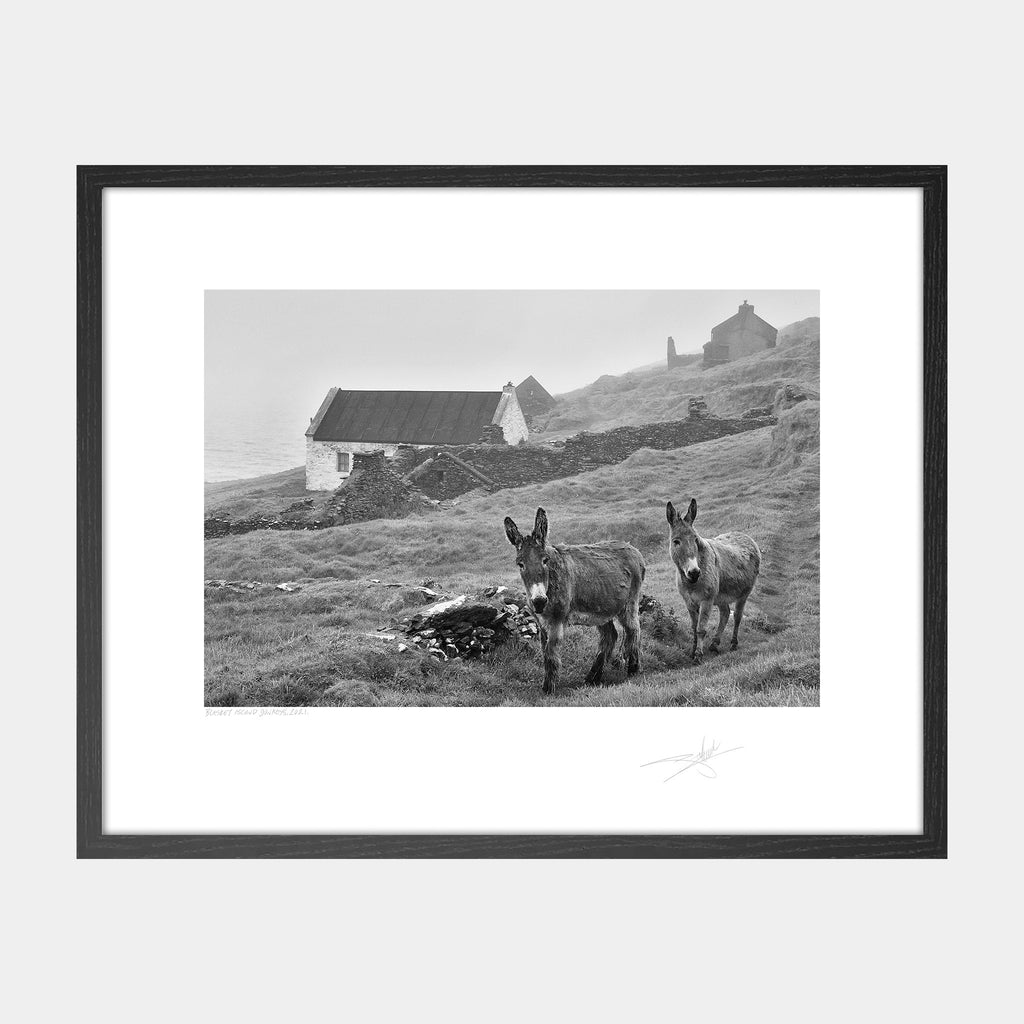 Blasket Island Donkeys