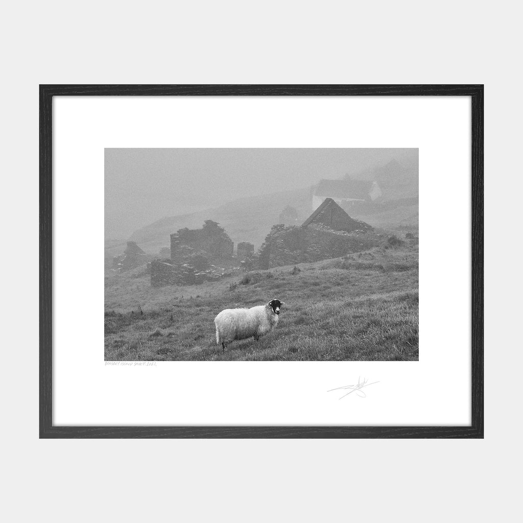 Blasket Island Sheep