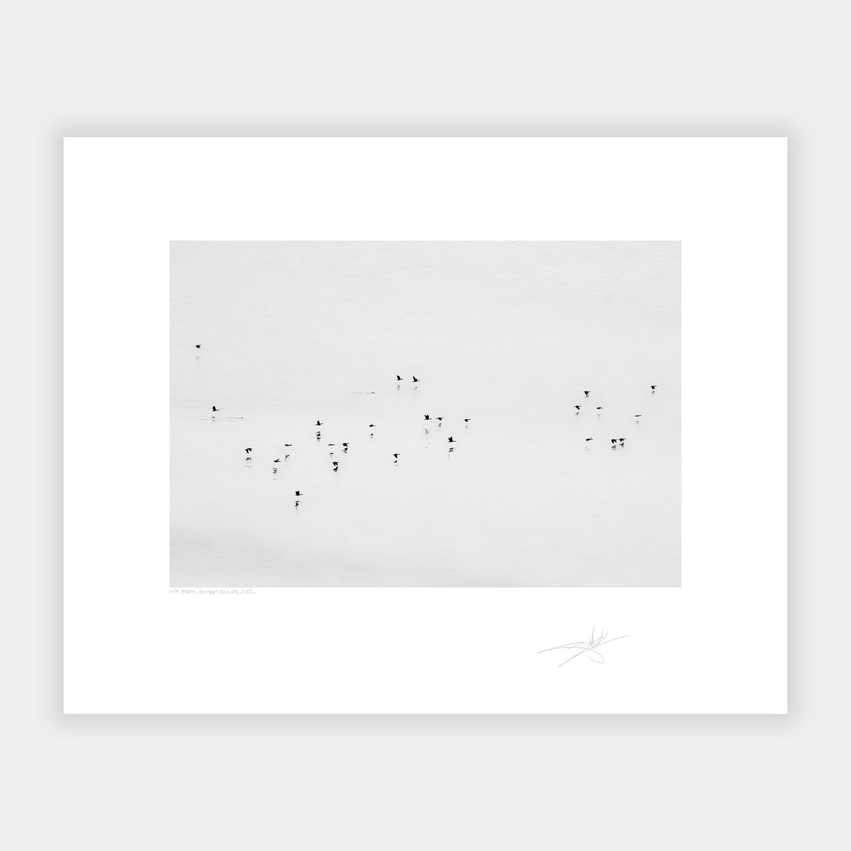 Sea Birds, Blasket Islands