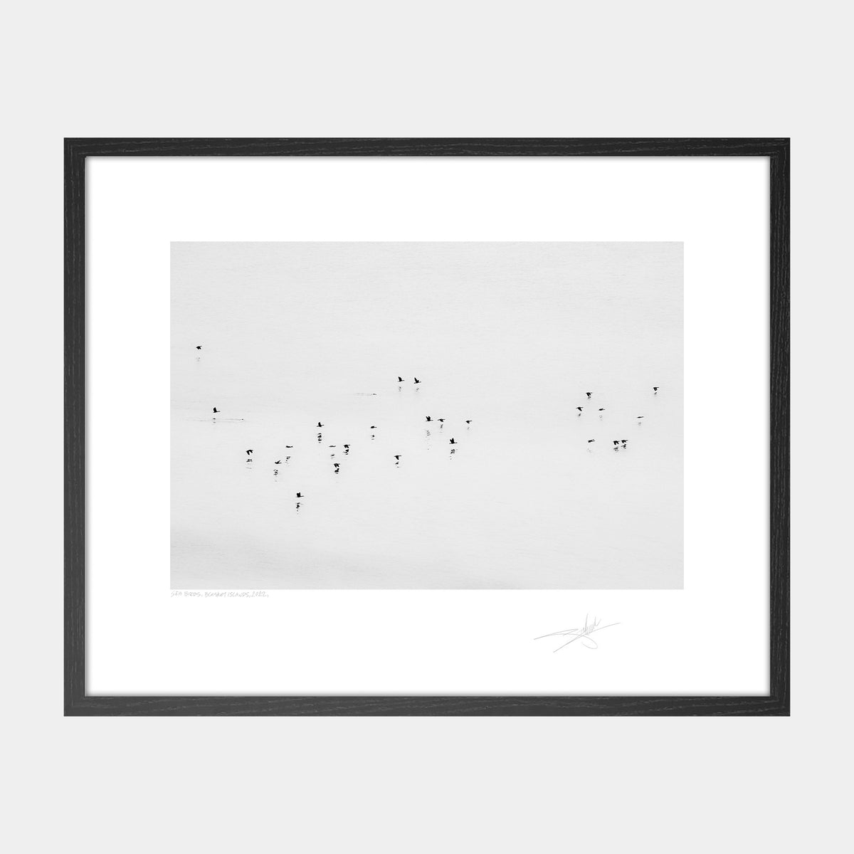 Sea Birds, Blasket Islands