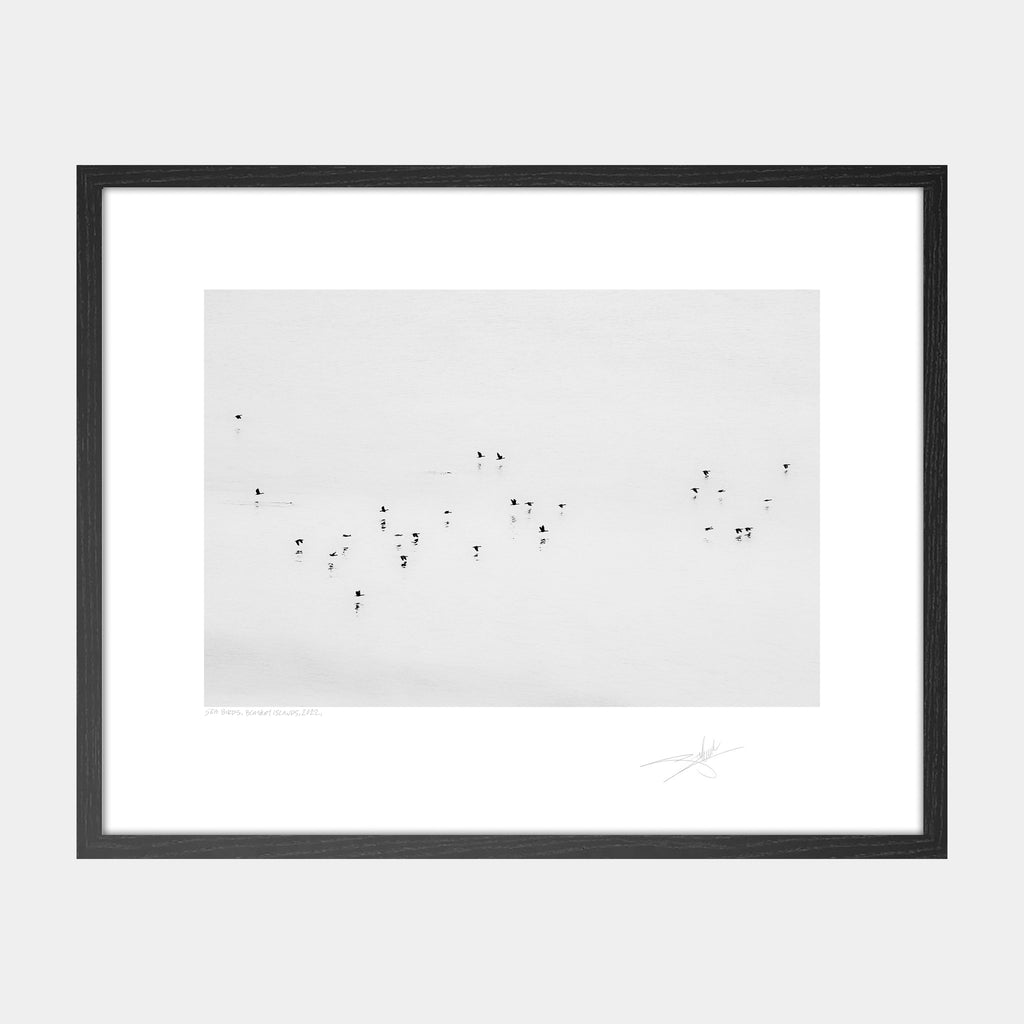 Sea Birds, Blasket Islands