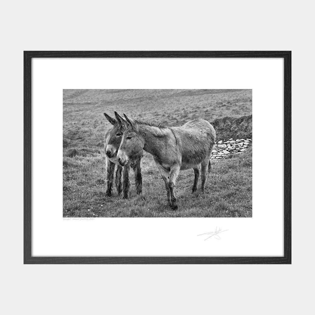 Blasket Islands Donkeys Kerry Ireland 2021