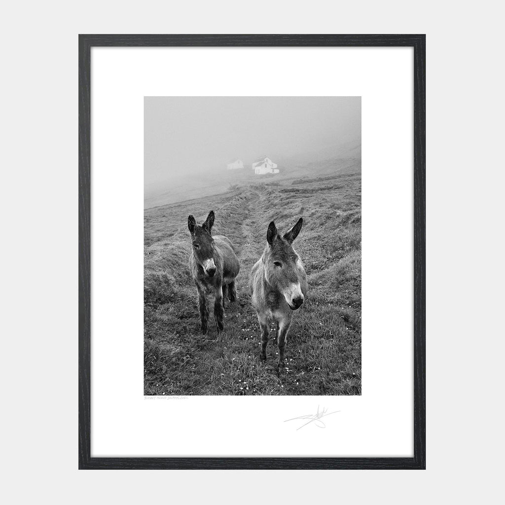 Blasket Island Donkeys