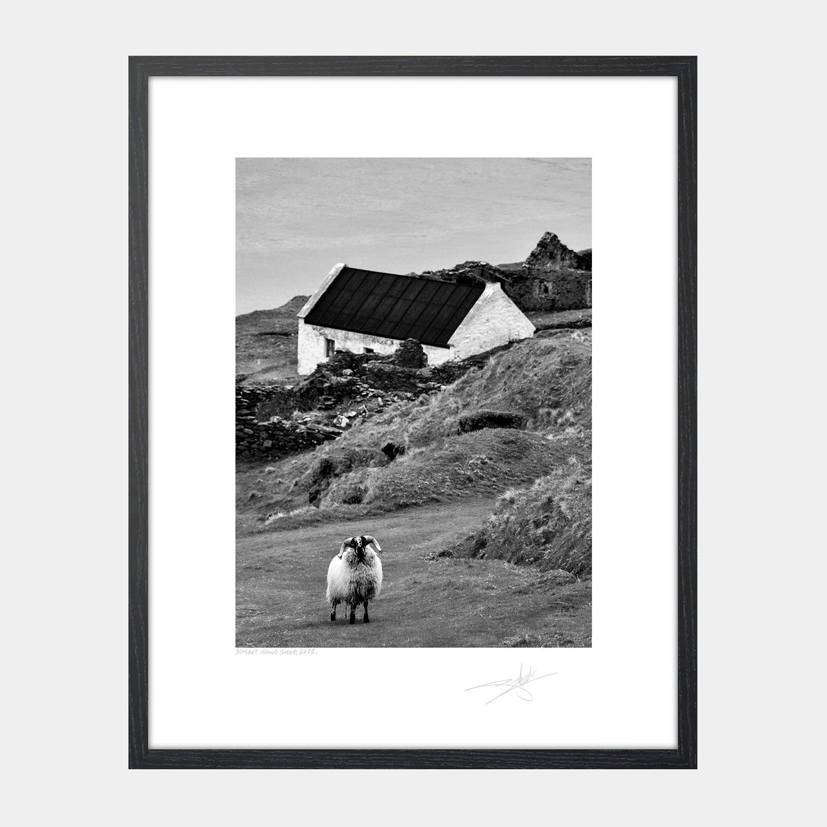 Blasket Island Sheep