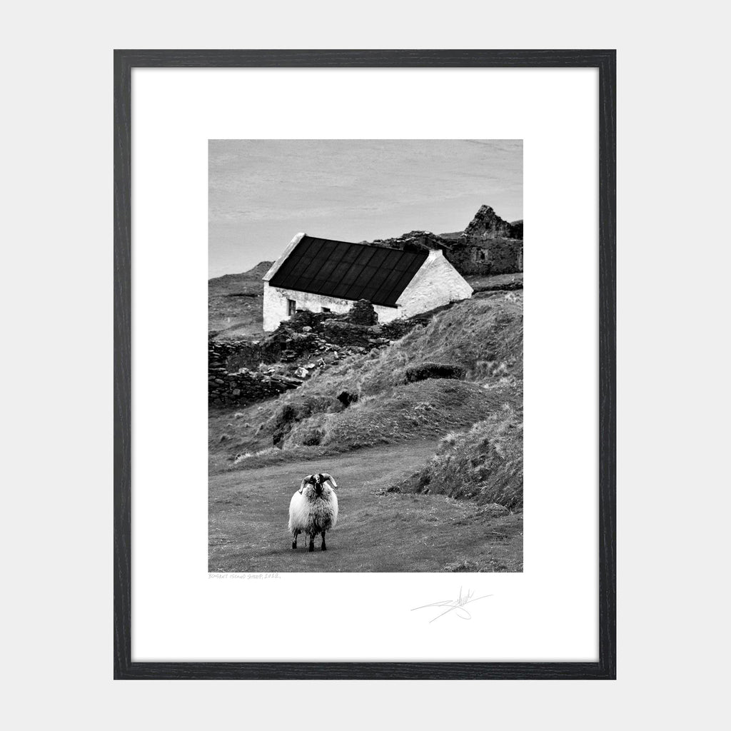 Blasket Island Sheep