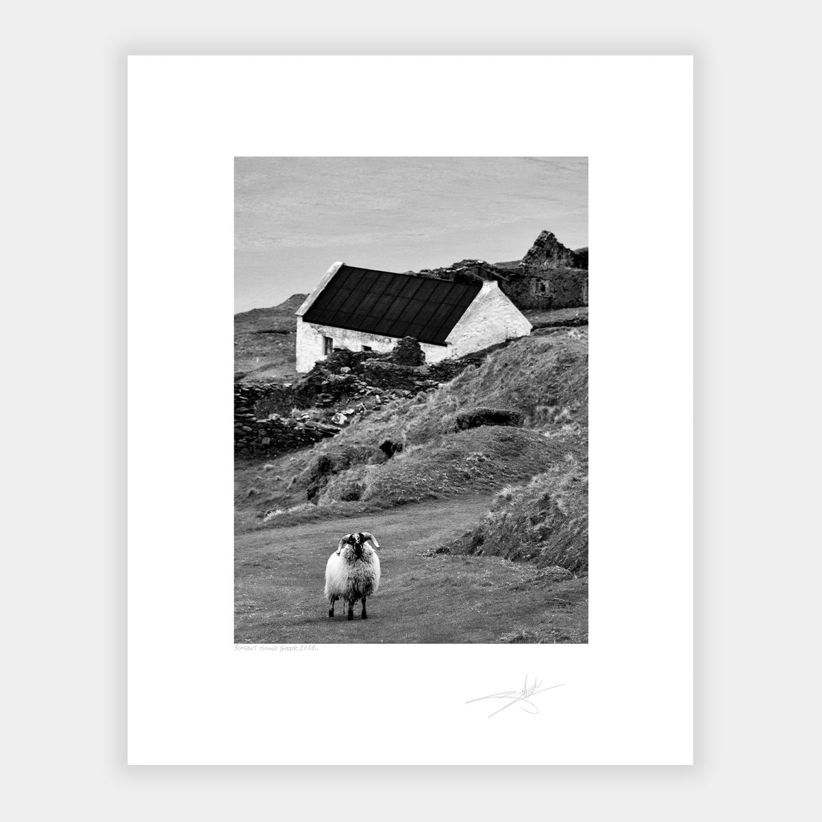 Blasket Island Sheep