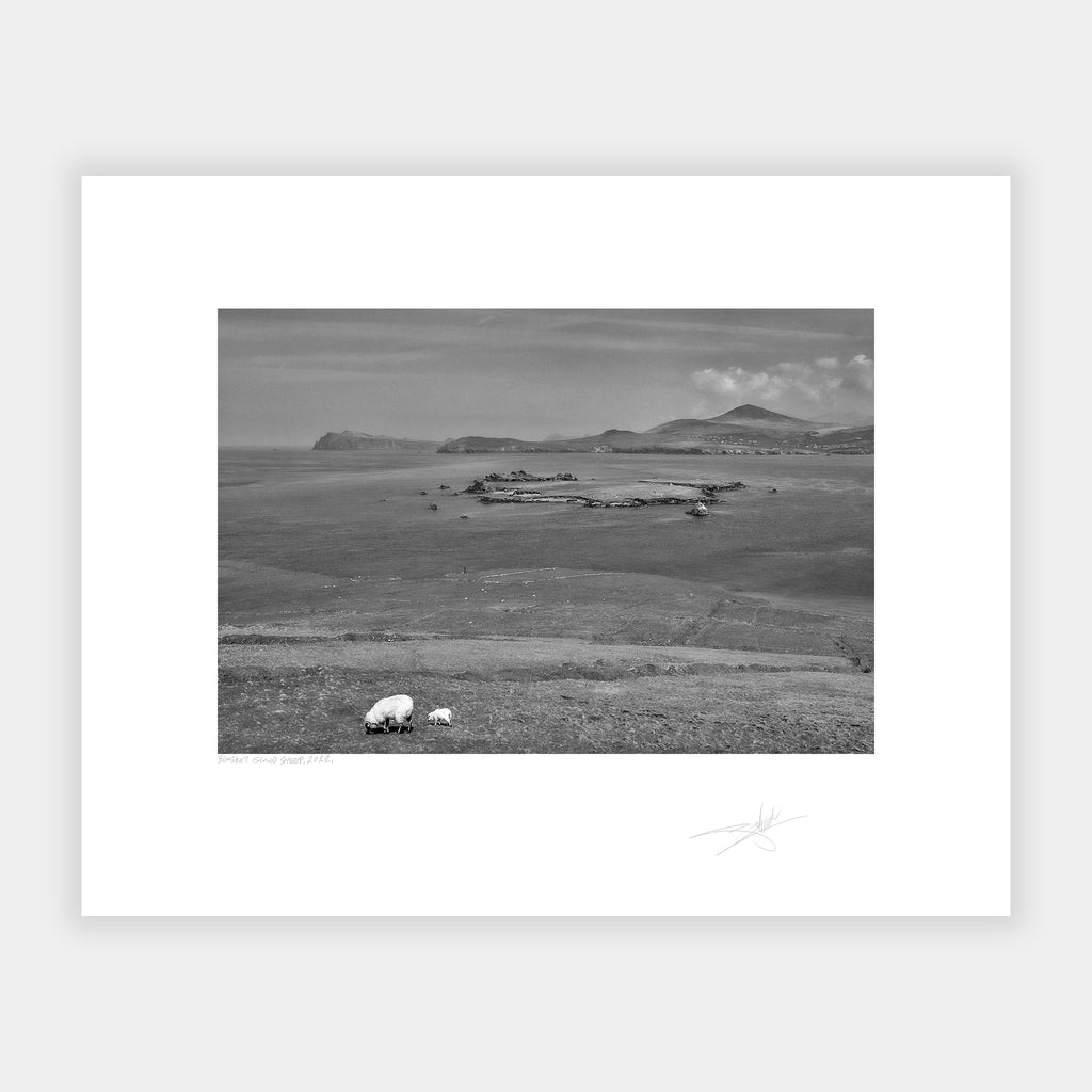 Blasket Island Sheep