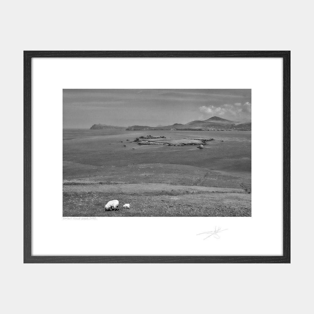Blasket Island Sheep