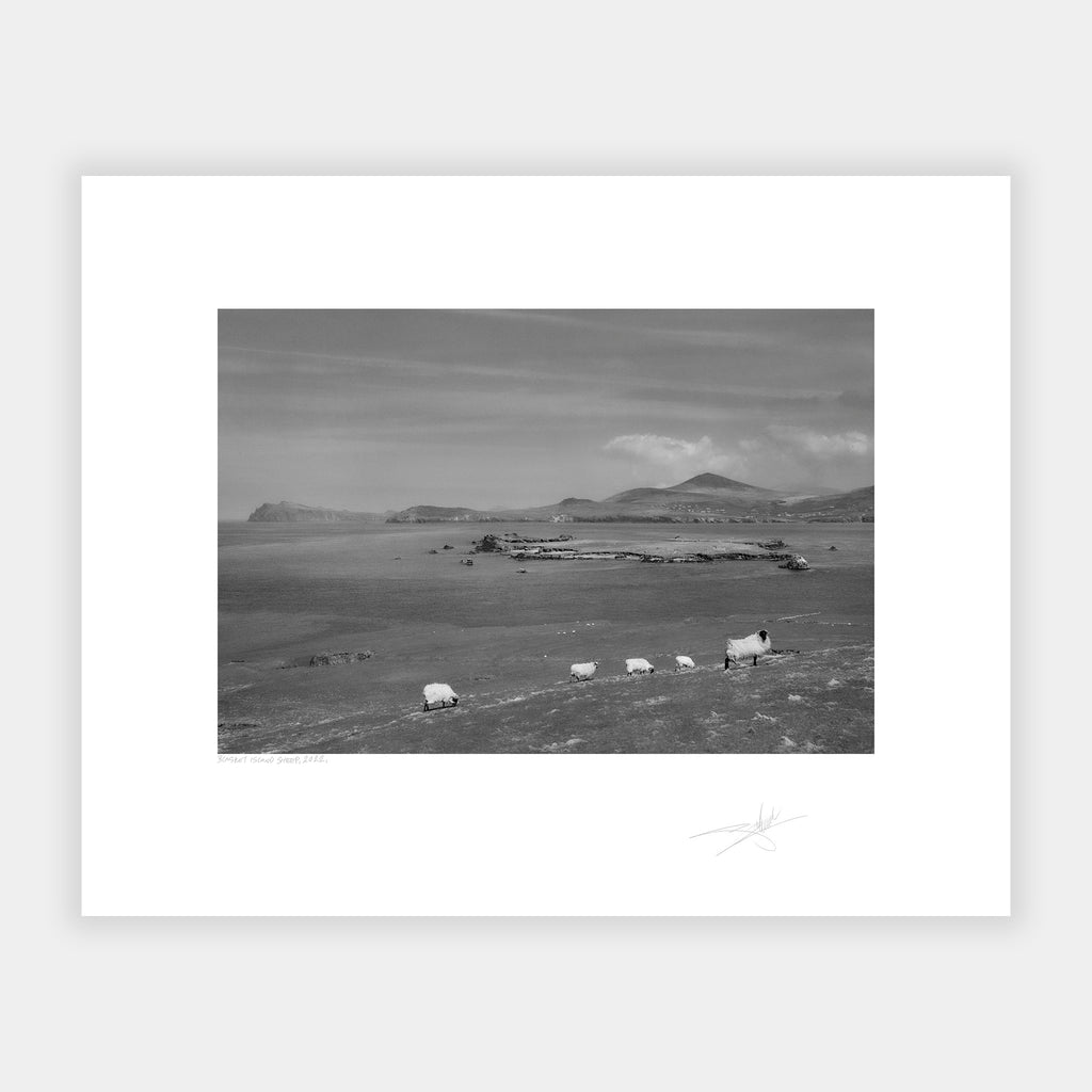 Blasket Island Sheep