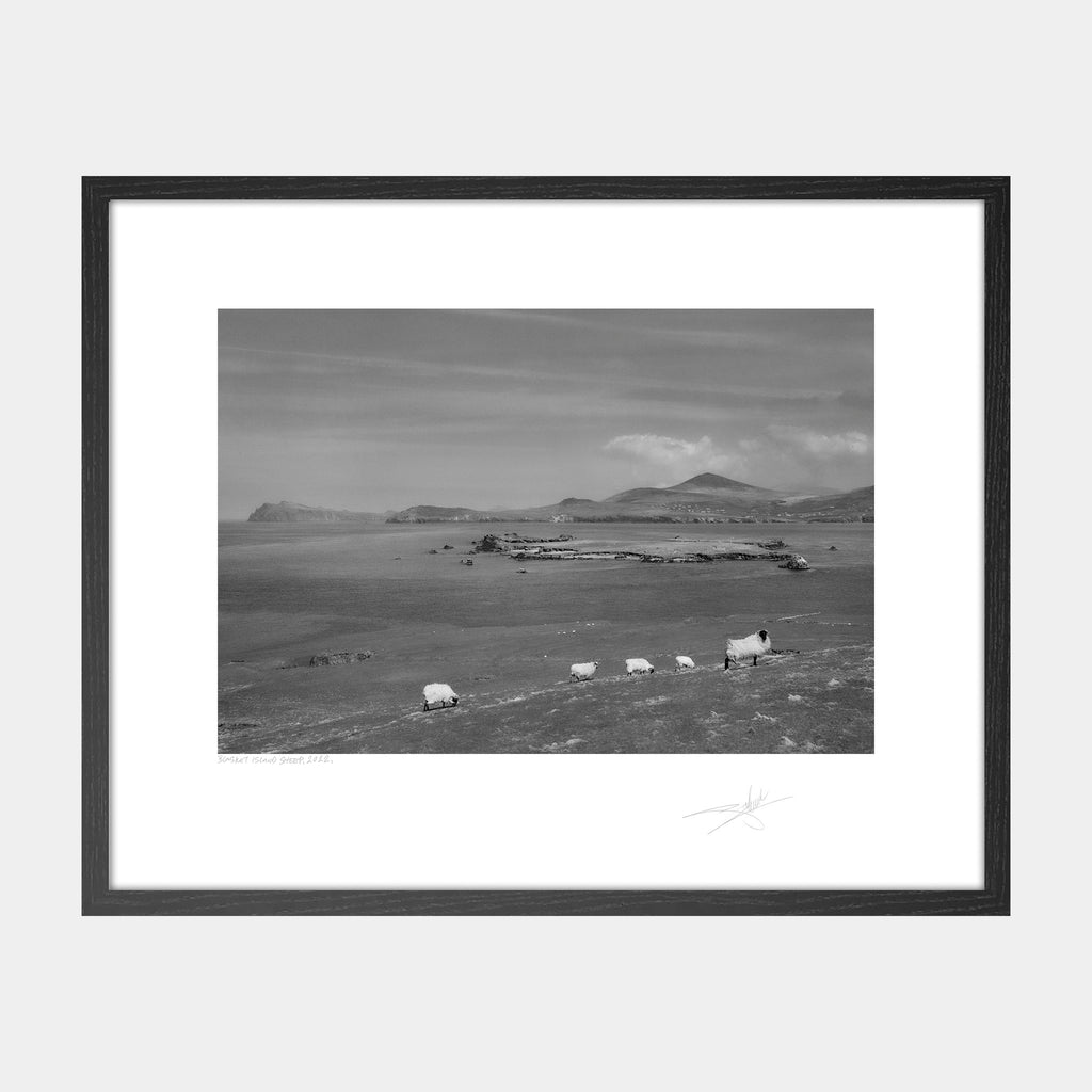 Blasket Island Sheep