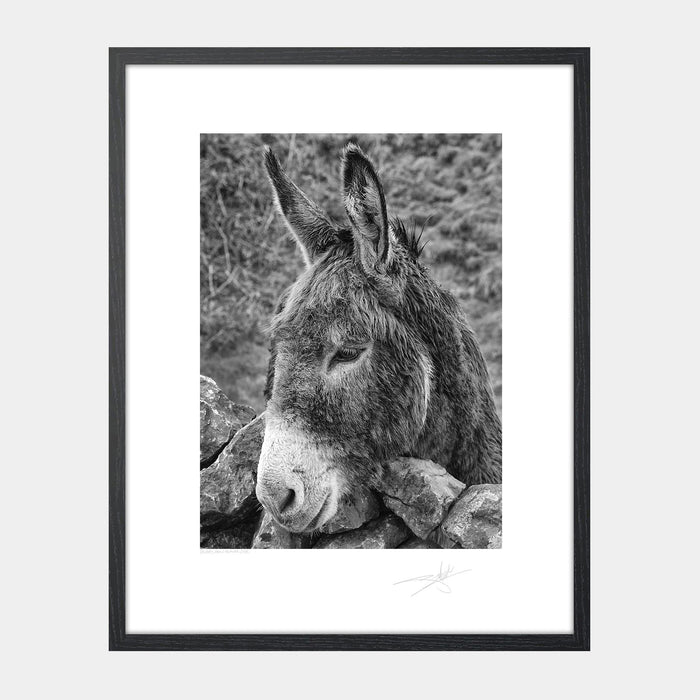 Donkey