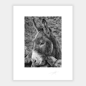 Donkey