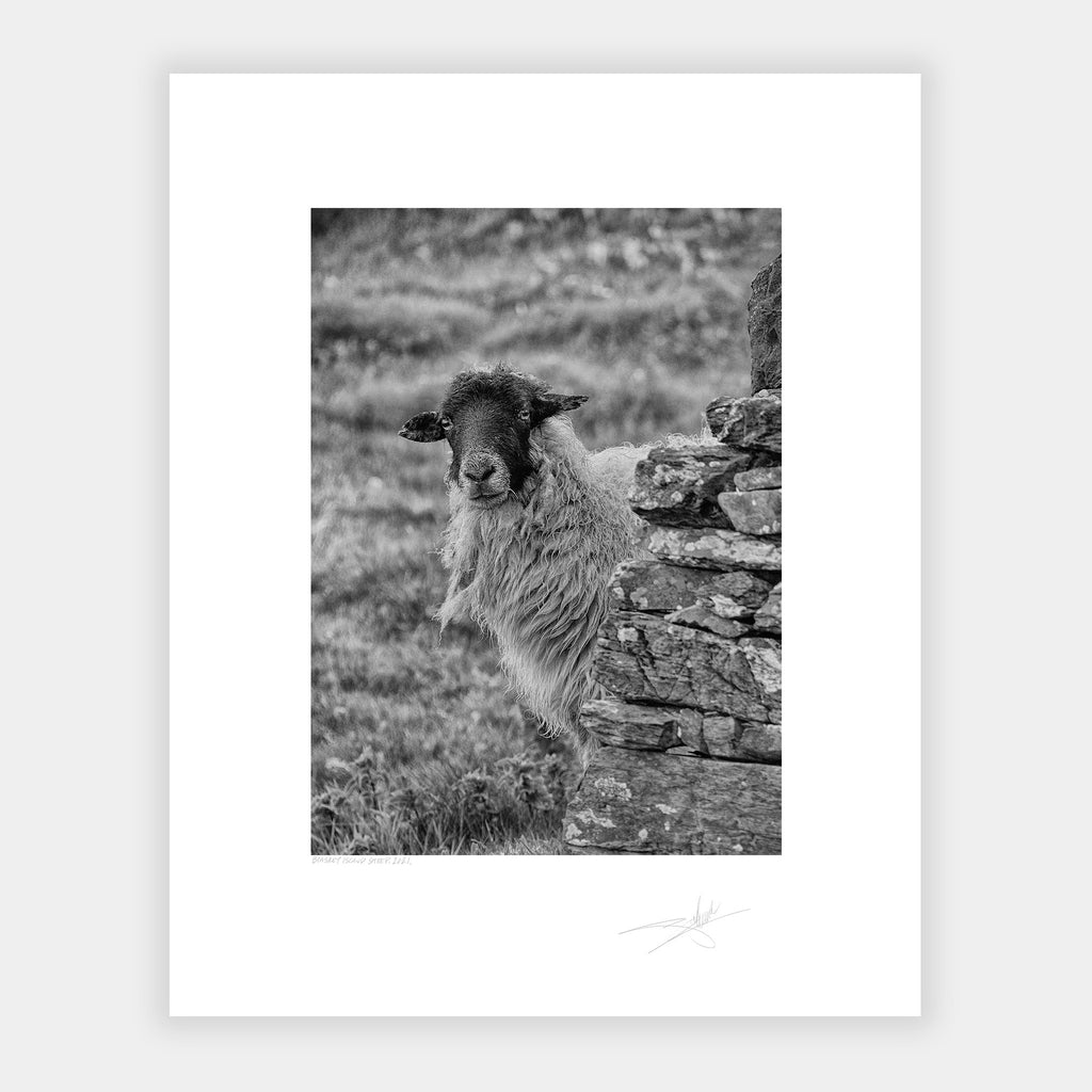Blasket Islands sheep