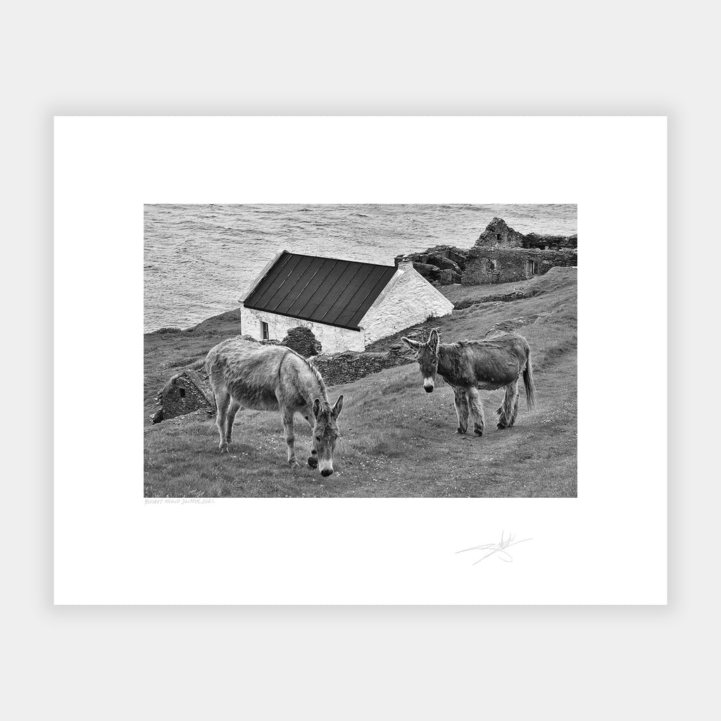 Blasket Island Donkeys