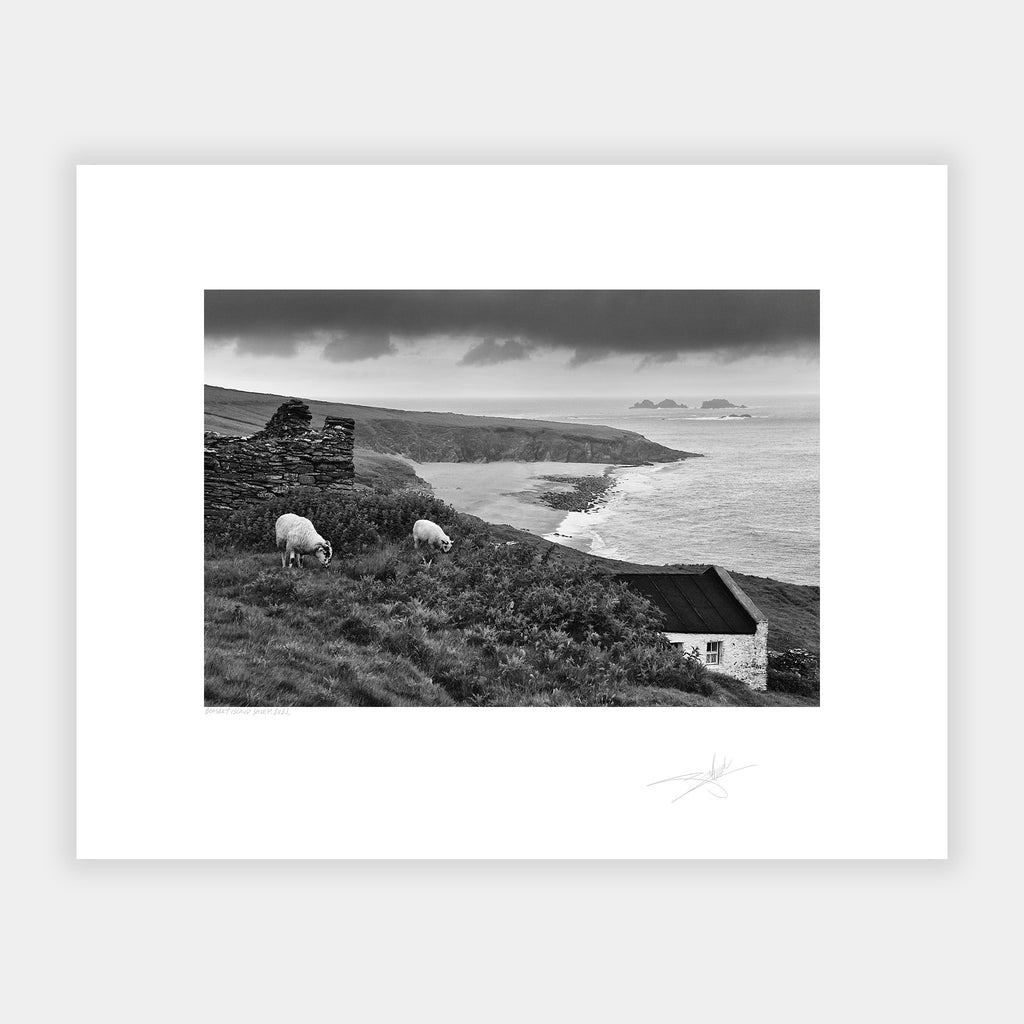 Blasket Island Sheep, Kerry Ireland 2021