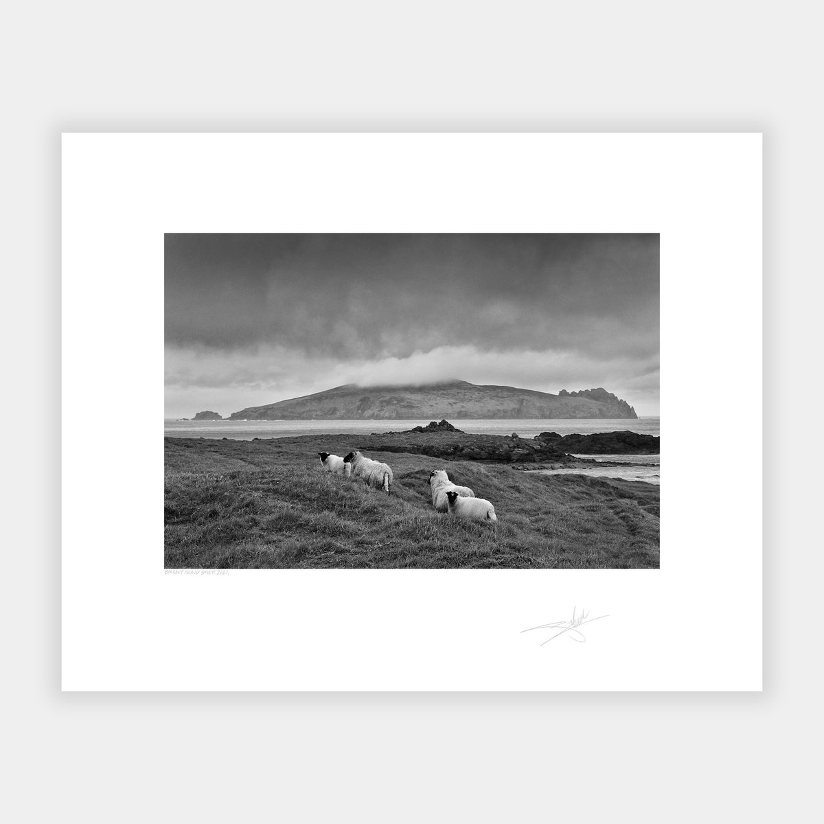 Blasket Island sheep Kerry Ireland 2021