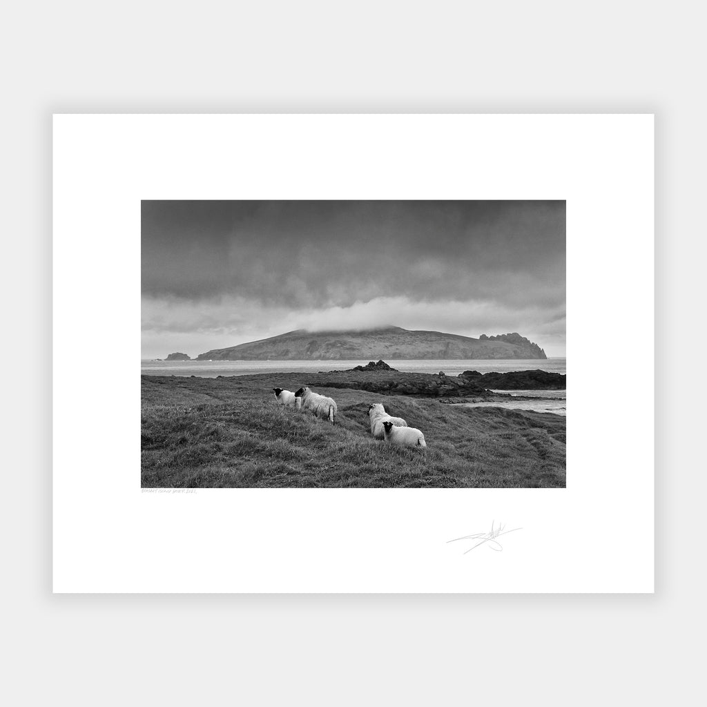 Blasket Island sheep Kerry Ireland 2021