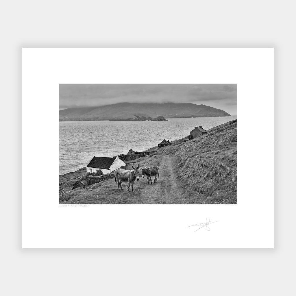 Blasket Island Donkeys