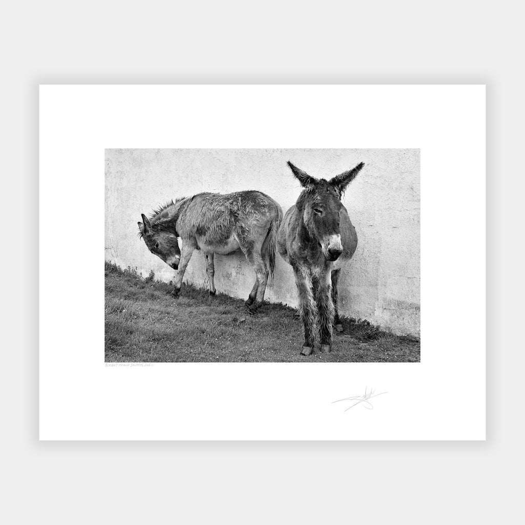 Blasket Island Donkeys 