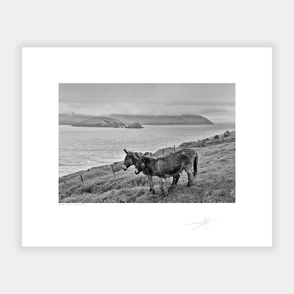Two Donkeys Ireland Blasket islands Kerry Ireland 2021