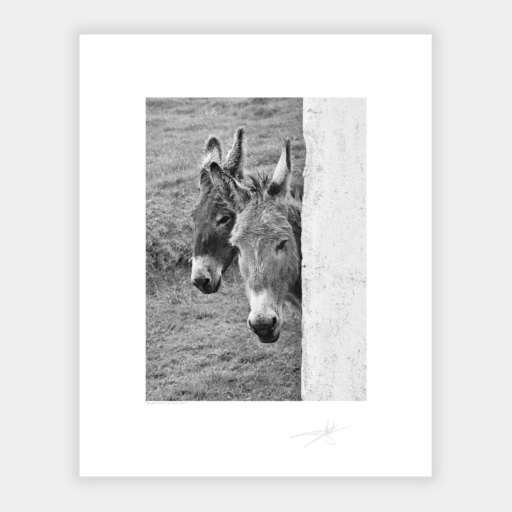 Blasket Island Donkeys