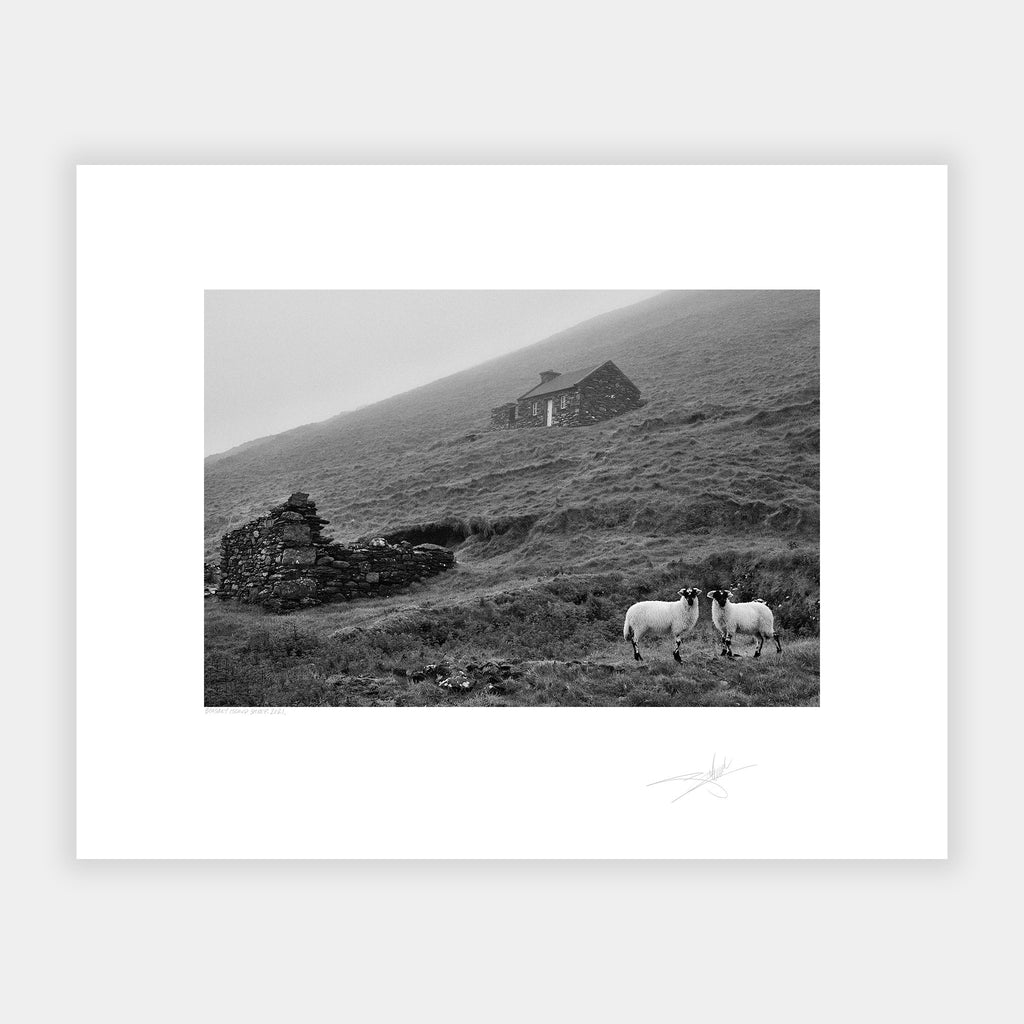 Blasket Island Sheep