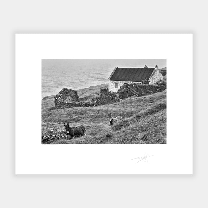 Blasket Island Donkeys