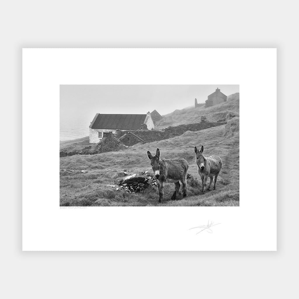 Blasket Island Donkeys