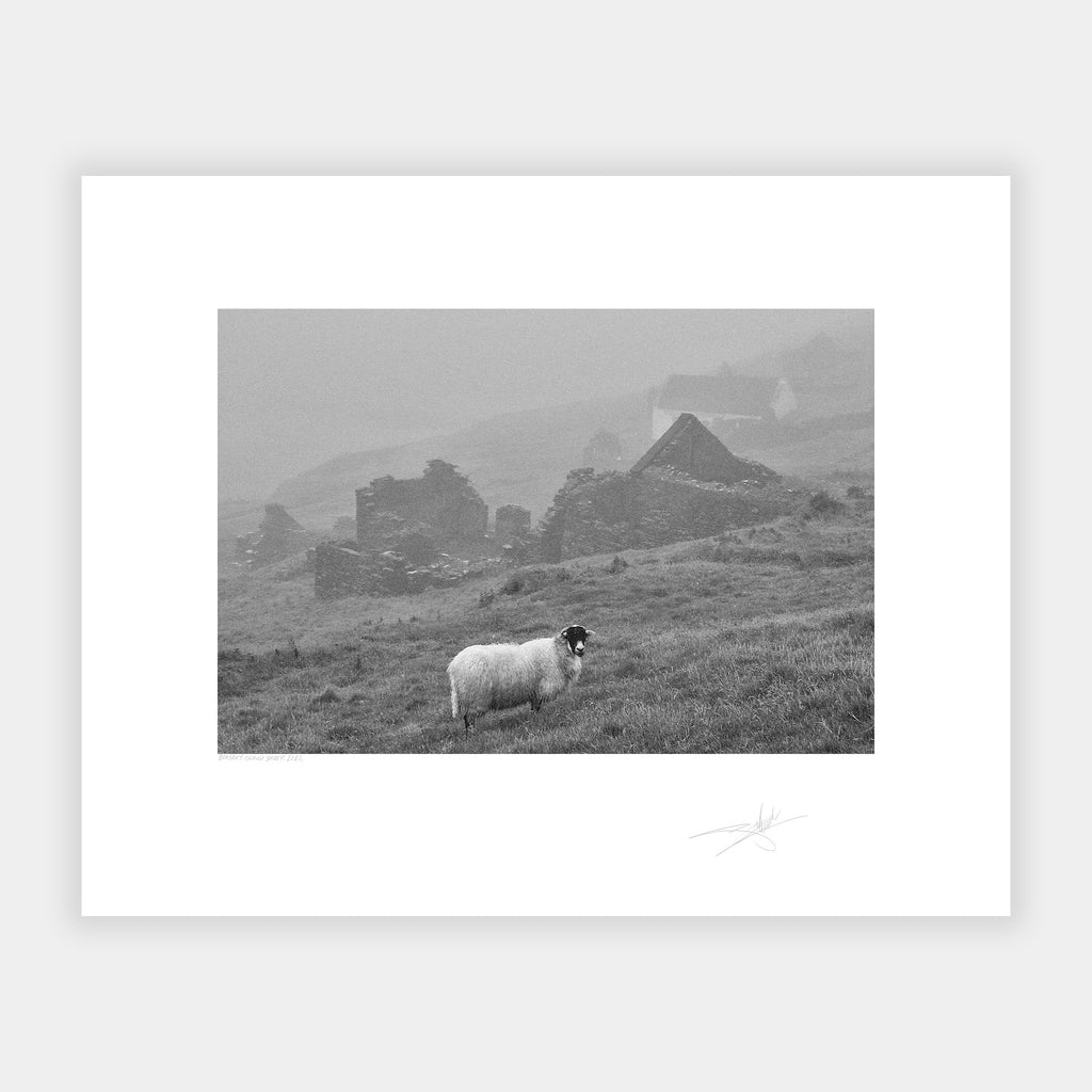 Blasket Island Sheep