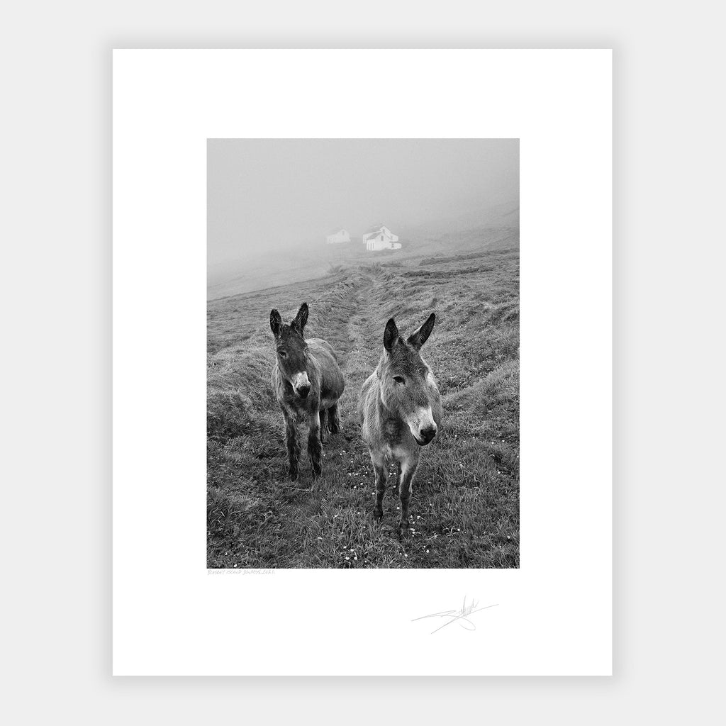 Blasket Island Donkeys