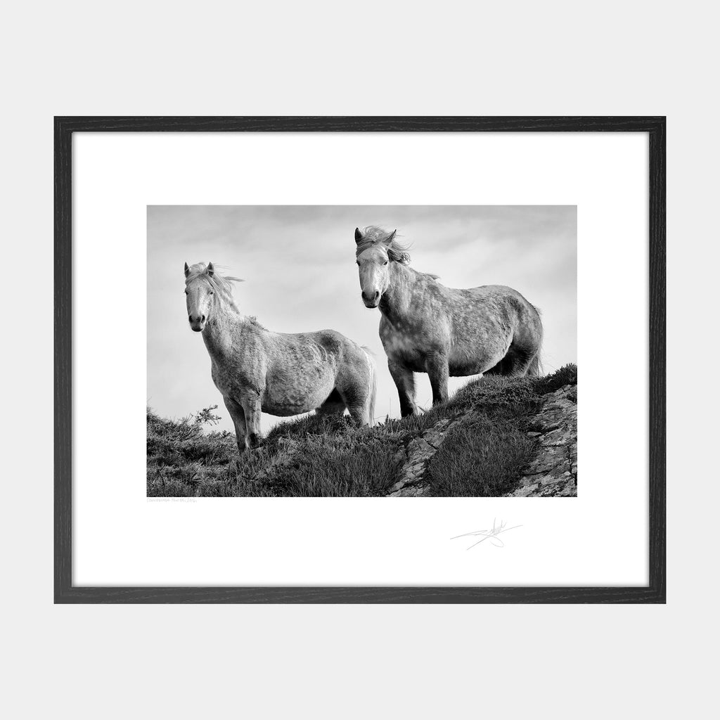Connemara Ponies