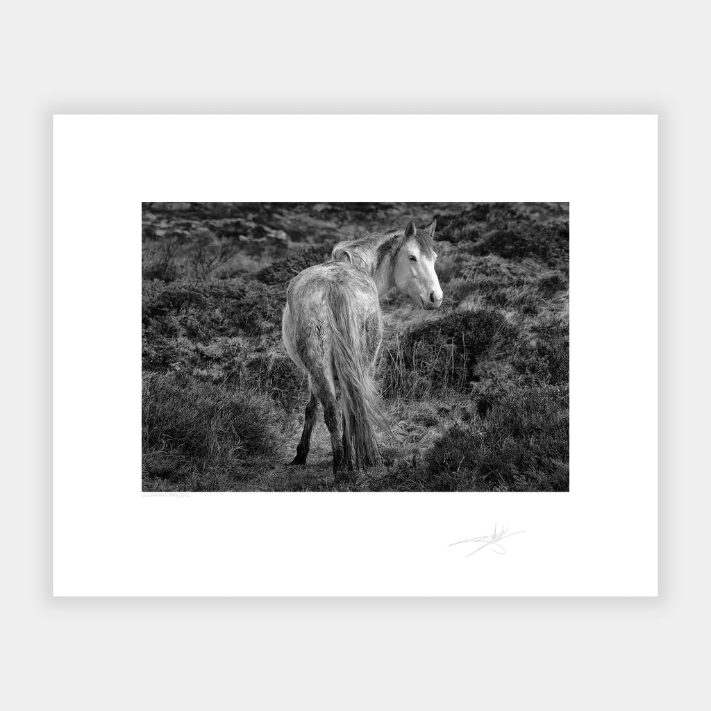 Connemara Pony