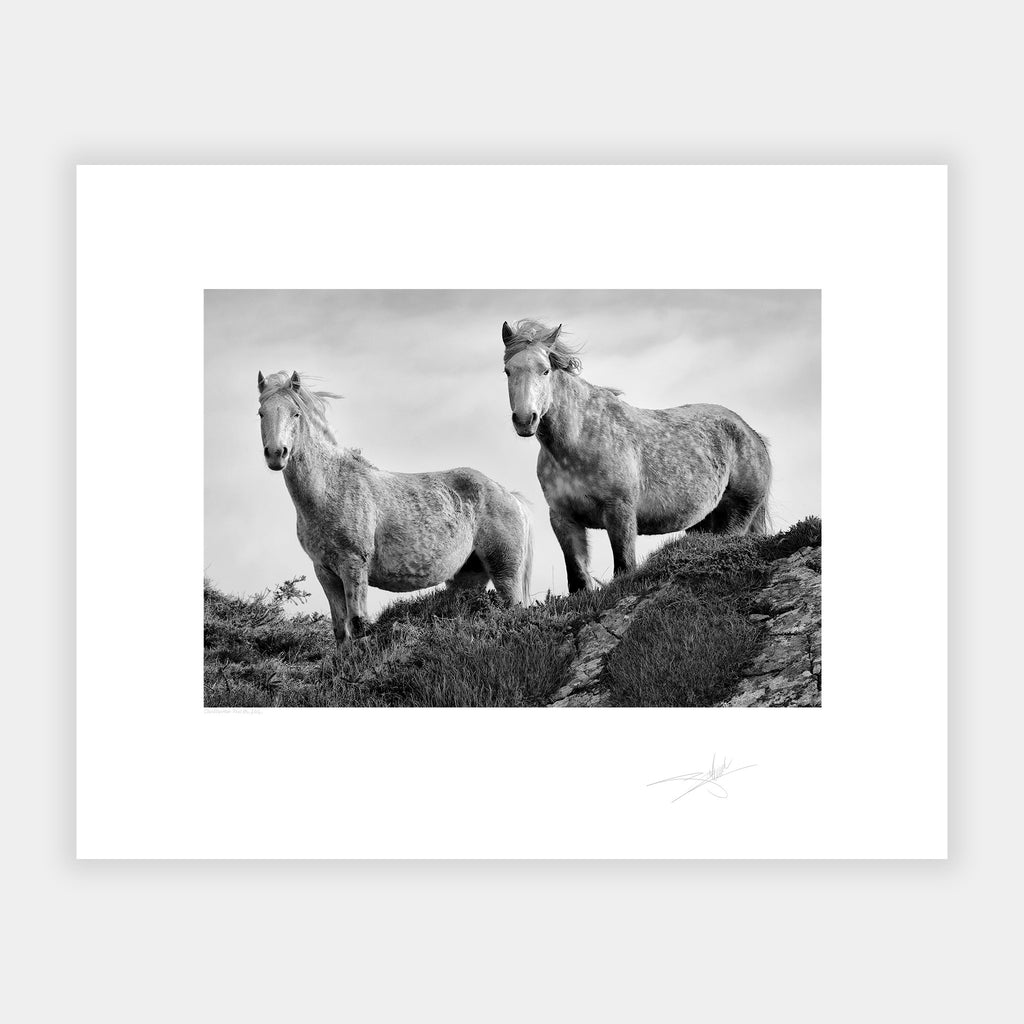 Connemara Ponies