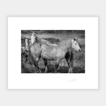 Load image into Gallery viewer, Connemara Ponies