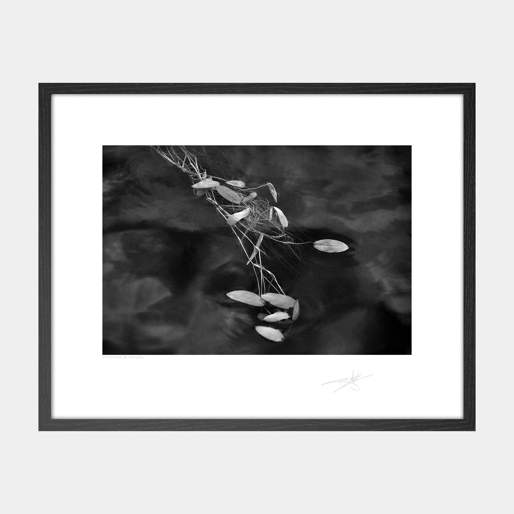 Water Leaves, Donegal, 2022