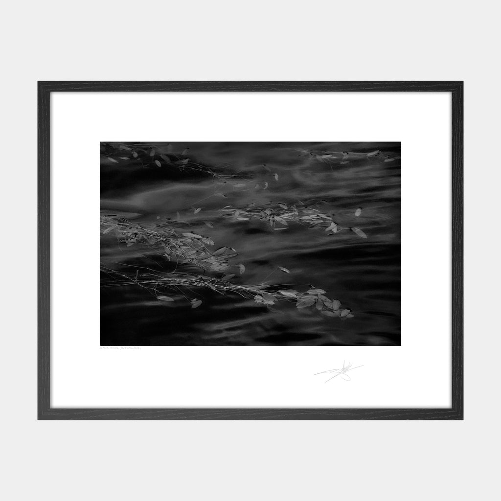 Water Leaves, Donegal, 2022