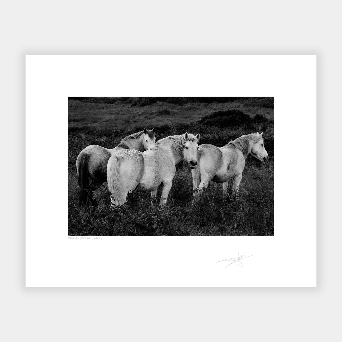 Horses, Donegal, 2022