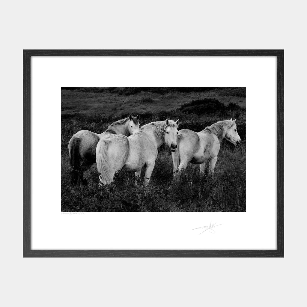 Horses, Donegal, 2022