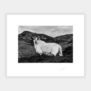 Donegal Sheep, 2022