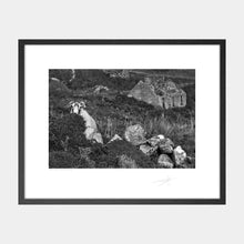 Load image into Gallery viewer, Donegal Sheep, 2022