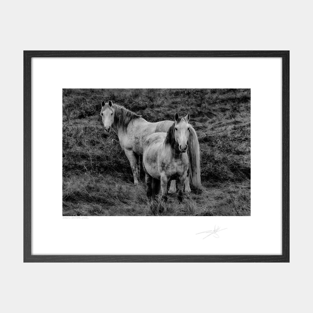 Horses, Donegal, 2022