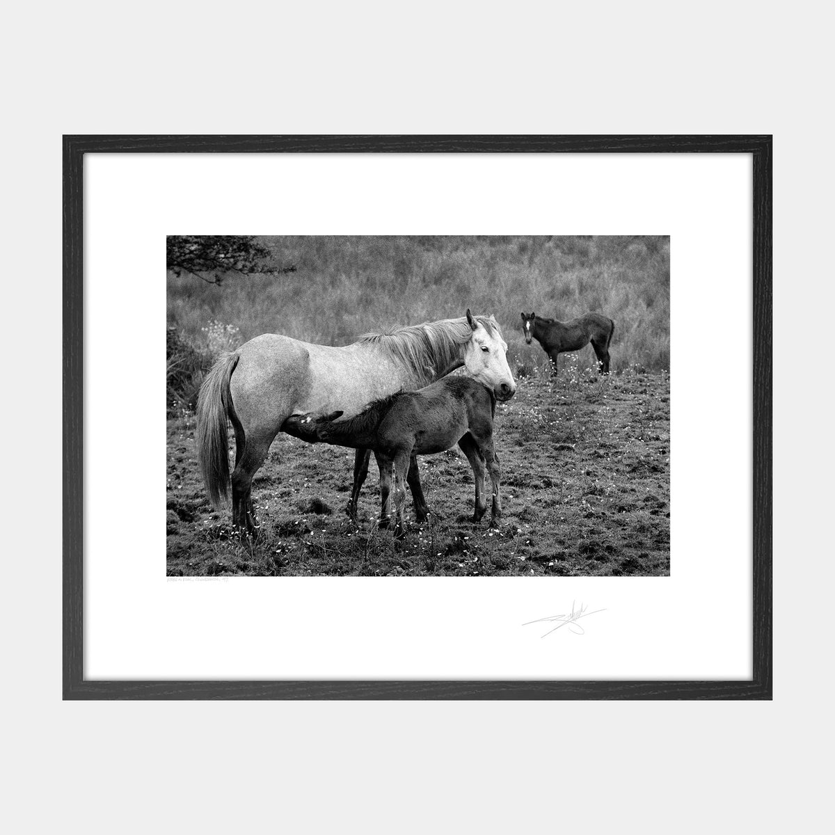 Horse & Foal Connemara '97 Ireland